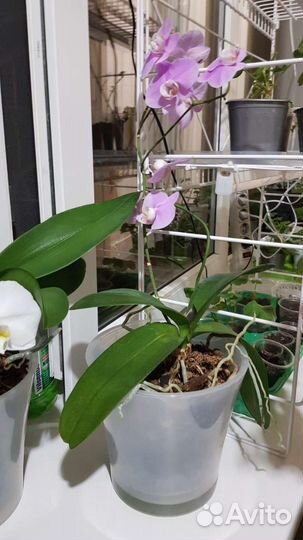 Орхидея