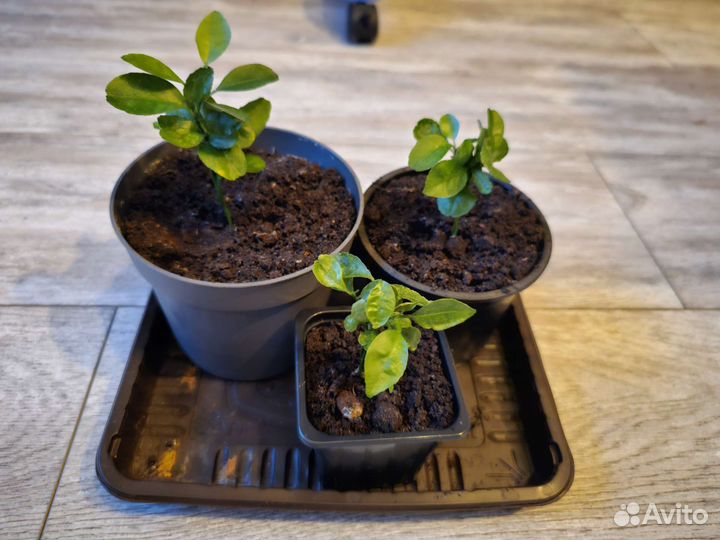 Саженцы мандарина