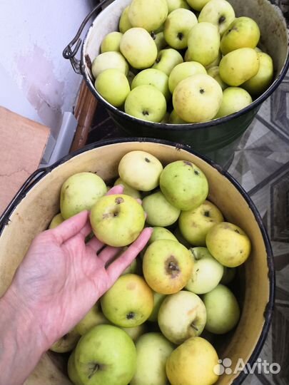 Яблоки феникс для заготовок