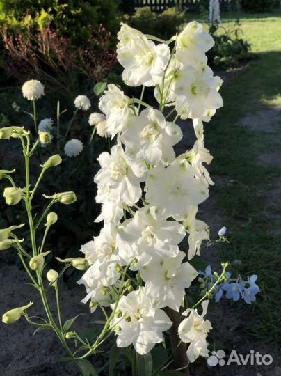 Многолетние цветы