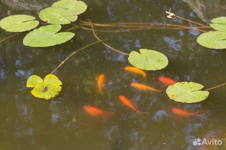 Золотая рыбка для пруда