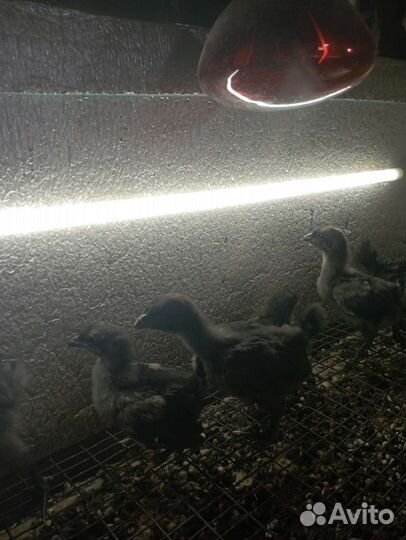 Цыплята ухейилюй (петушки)