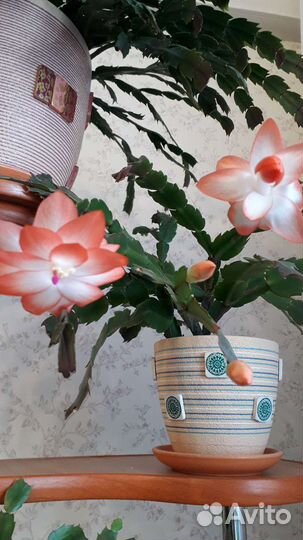 Декабрист белый, красный,розовый,оранжевый