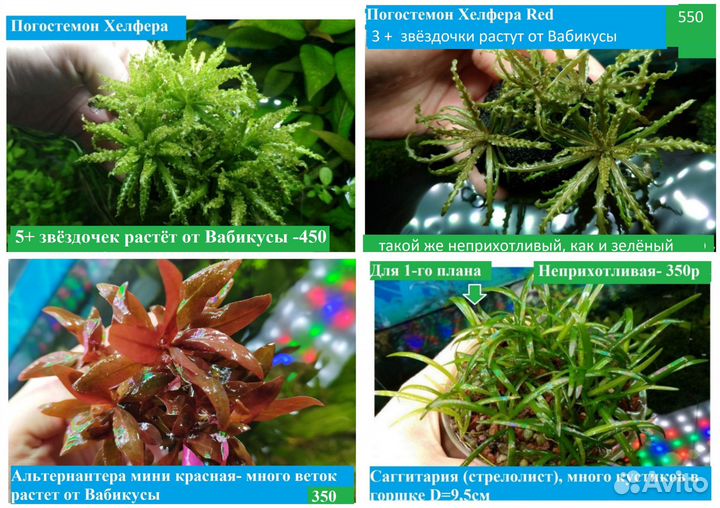 Аквариумные растения Мох-Мхи Нимфея Доставка 99р