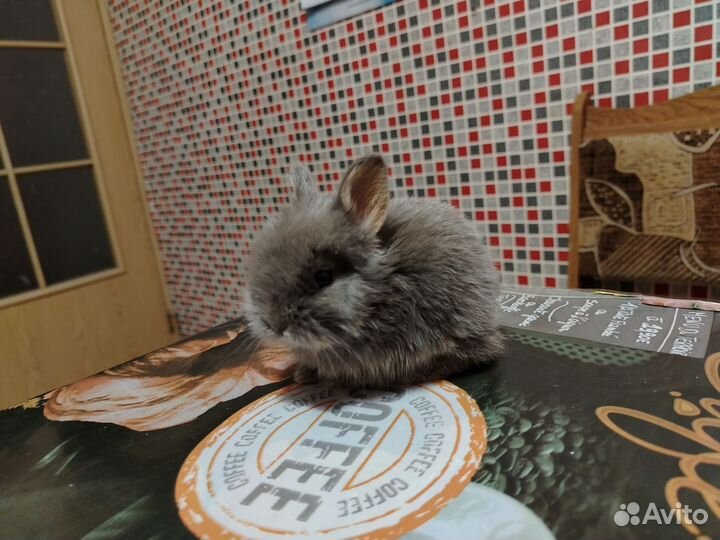 Декоративные кролики мини