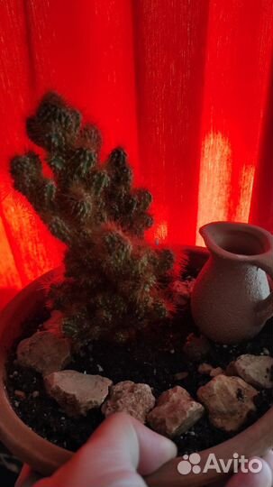 Кактусы и суккуленты