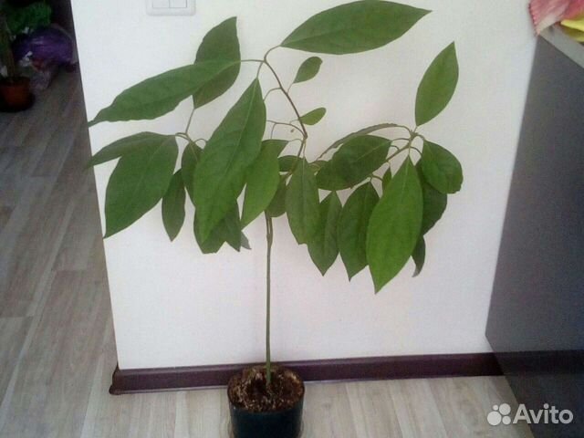 Авокадо,и другие растения Или обмен на продукты