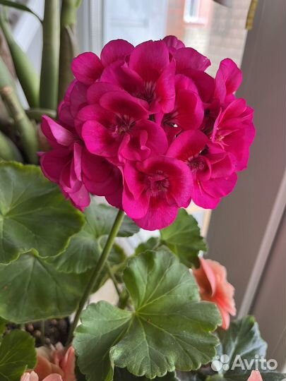 Пеларгония Fee Cerise Polina