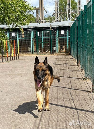Кобель немецкой овчарки попал в приют