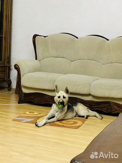 Собака в добрые руки бесплатно