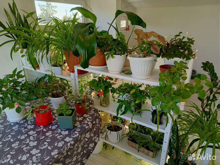 Комнатные цветы