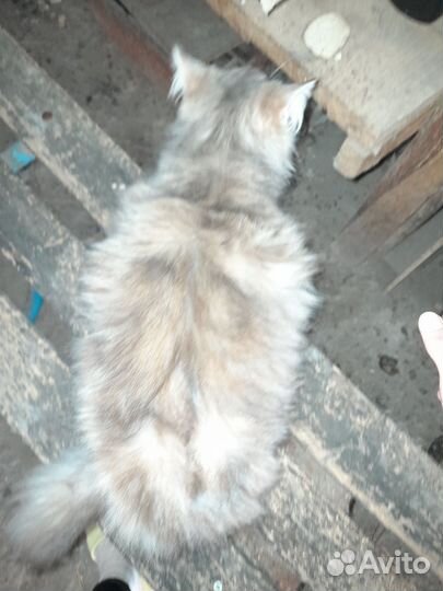 Кошка и кот