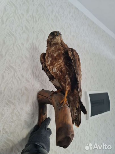 Чучело птицы