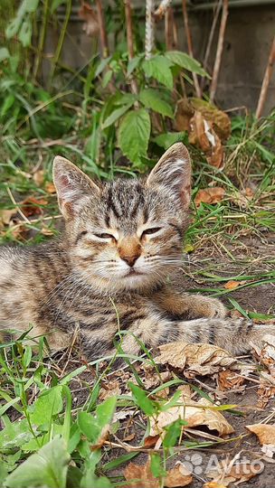 Котенок в добрые руки