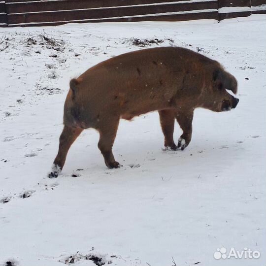 Поросята ландрас дюрок