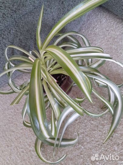 Комнатные растения