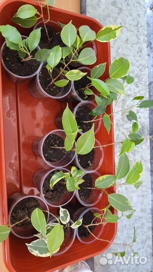 Фикус бенджамина разных сортов