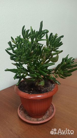 Крассула хоббит