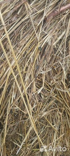 Продам сено в рулонах