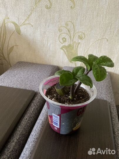 Замиокулькас зензи