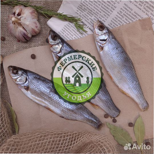 Рыба северная Язь Щука Щекур Мохтик Лещ Сырок