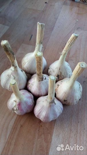 Чеснок