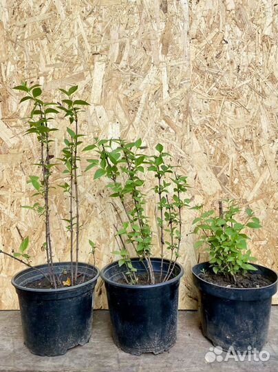 Жасмин чубушник