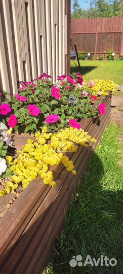 Вербейник монетчатый