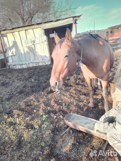 Продается кобыла жерёбая с жеребёнком