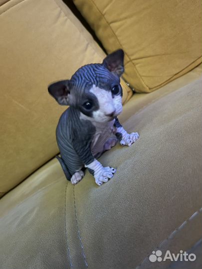 Котята сфинкс