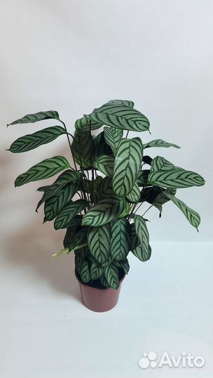 Ктенанта щетинистая Компакт Стар, Оппенгейма