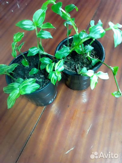 Традесканция, разные сорта