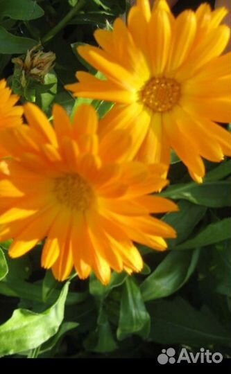 Семена космеи, календулы