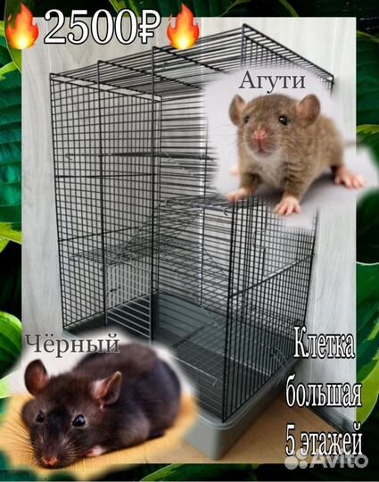Крысята крыски с новой клеткой крыса дамбо крысы