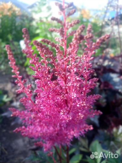 Астильба, колокольчик скученный