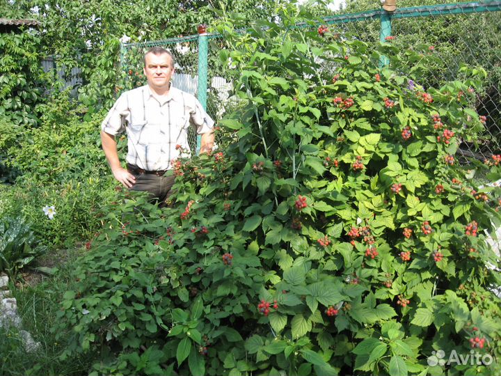 Черная малина Кумберленд