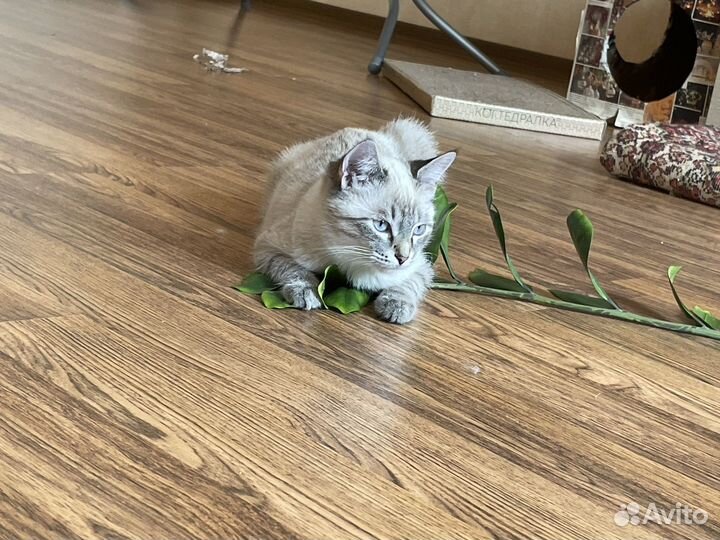 Котята в добрые руки мальчики