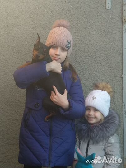 Вязка цвергпинчер