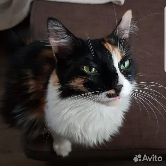 Кошечка с умным взглядом