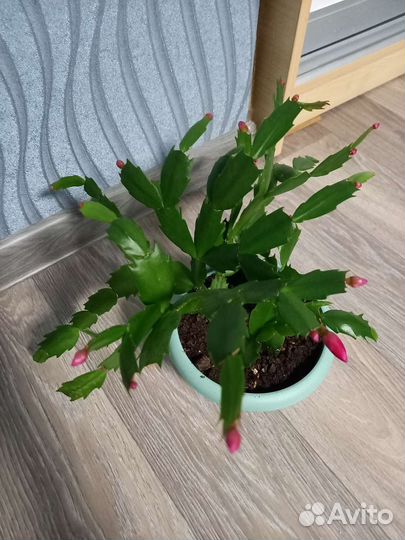 Декабрист (Шлюмбергера)