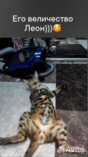 Бенгальская