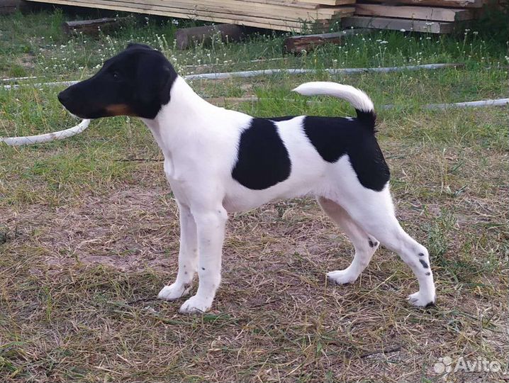 Фокстерьер