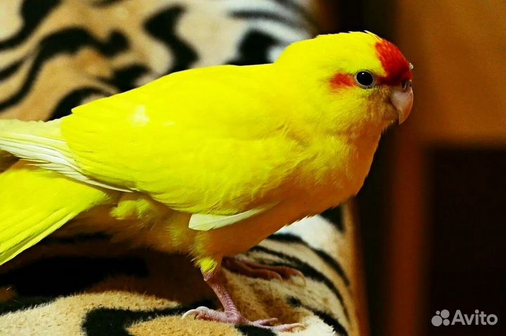 Попугаи какарики