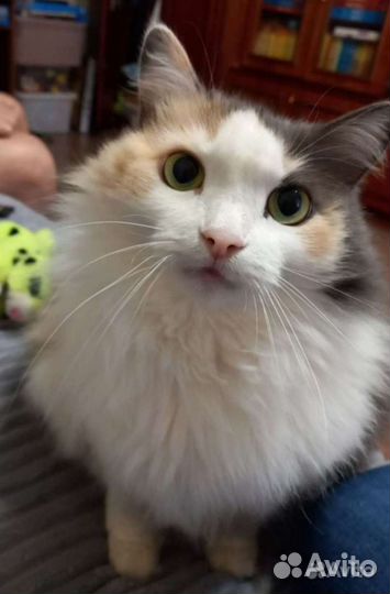 Помощь с домашними животными на время отпуска