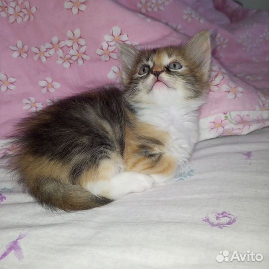Сибирская кошка