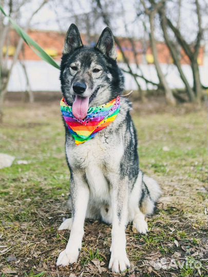 Гром.собака из приюта