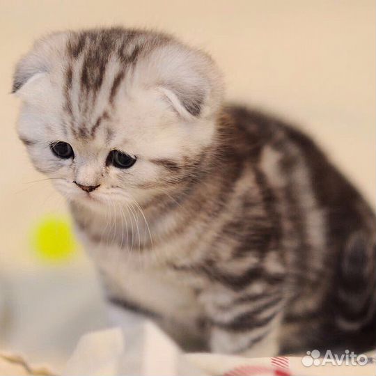 Вислоухие котята и страйты из элитного питомника