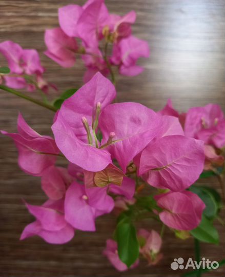 Бугенвиллия Donya