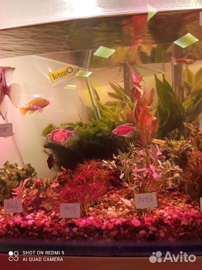 Живые растения для аквариума в ассортименте