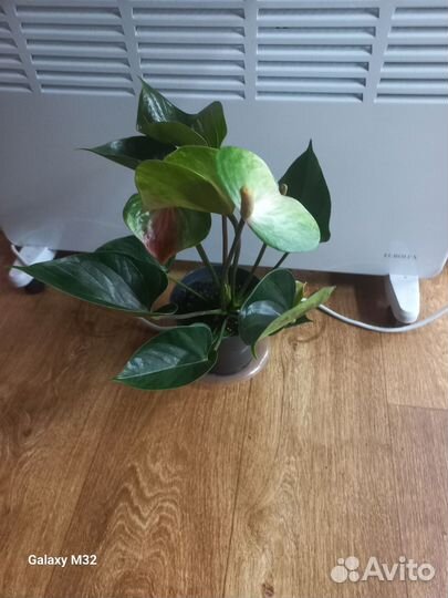 Антуриум сортовые 20 видов